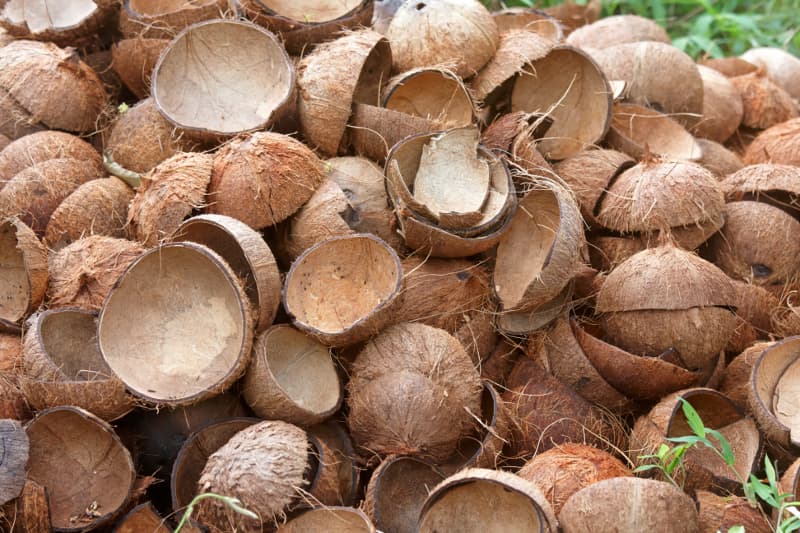 Raw Coconut Shells
